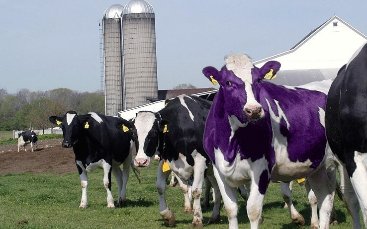 Entendiendo la Diferenciación: La Vaca Púrpura – Organización